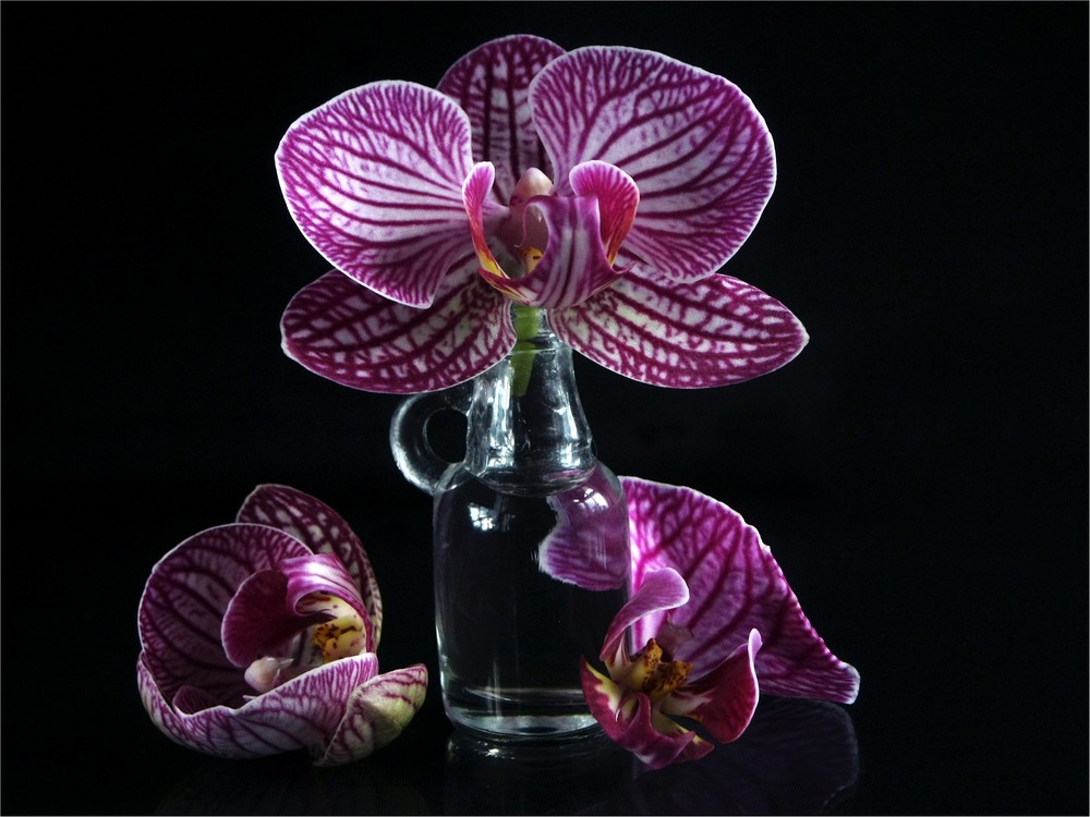 Фотографія Міні-макро-орхідейний )) / Estella / photographers.ua