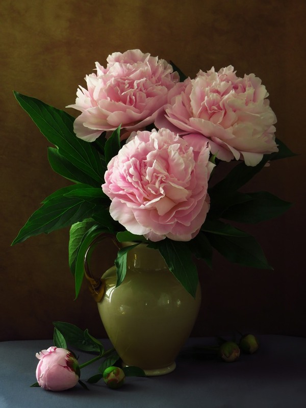 Фотографія Півонія Albert Crouse / Estella / photographers.ua