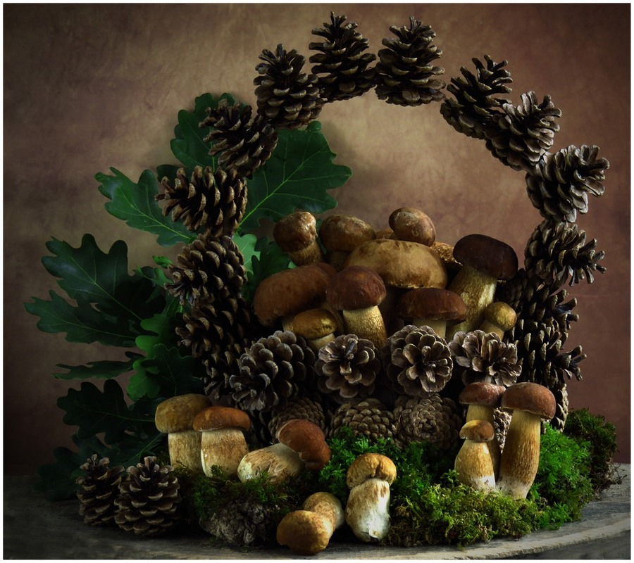 Фотографія Грибні історії 2025 / Estella / photographers.ua