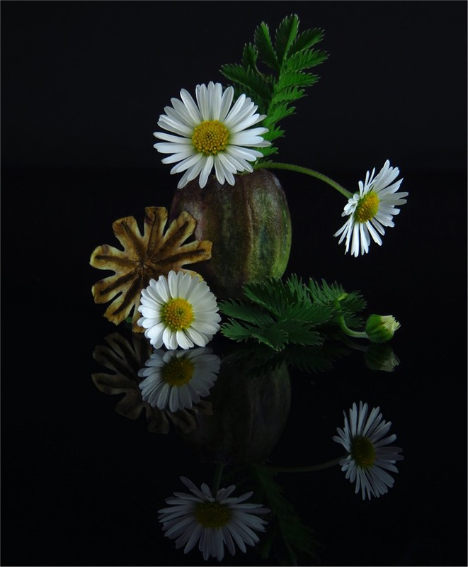 Фотографія Маково-ромашкова мініатюра / Estella / photographers.ua