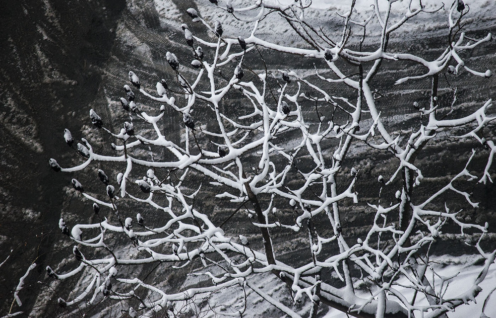 Фотографія Зимовка уксусного дерева / Юрий Васильев / photographers.ua