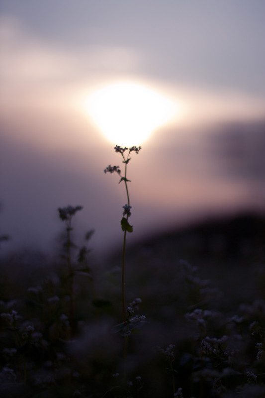 Фотографія Сонячна квітка) / Танюша Попович / photographers.ua