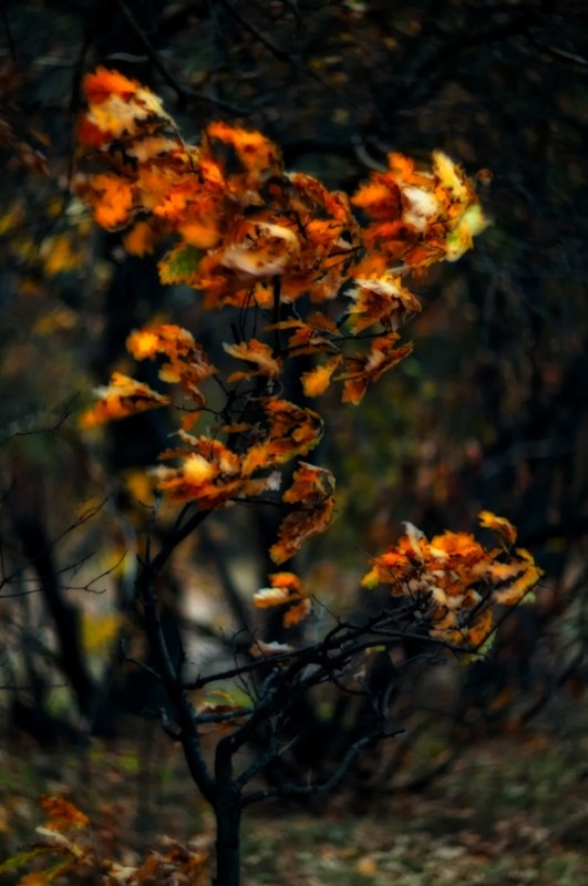 Фотографія anxious / Ринчаковський Владислав / photographers.ua