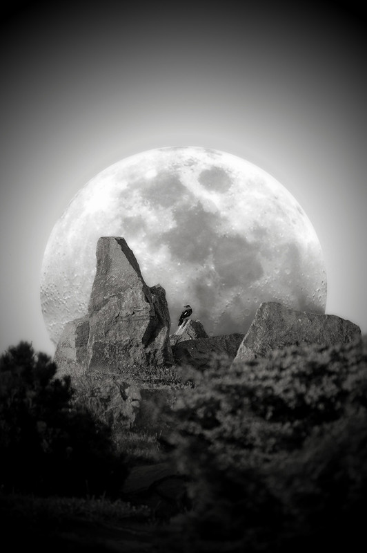 Фотографія A Moon and A Crow / Don Quijote de Ro Mancha / photographers.ua
