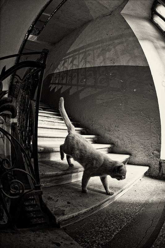 Фотографія "...ей как и собаке хоть кто-то да нужен" / Don Quijote de Ro Mancha / photographers.ua