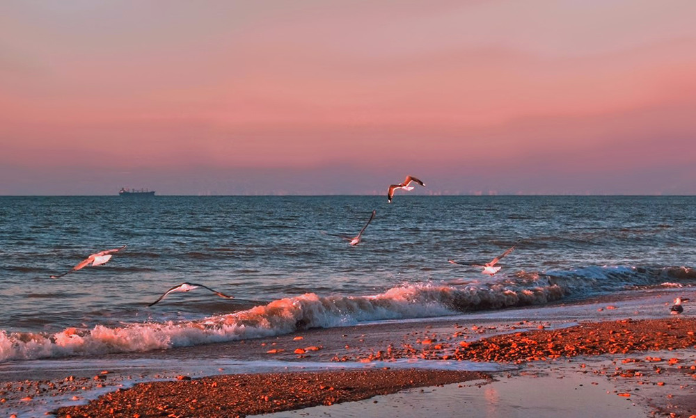 Фотографія Seagulls lit by the rising sun / Valery Kalmykov / photographers.ua