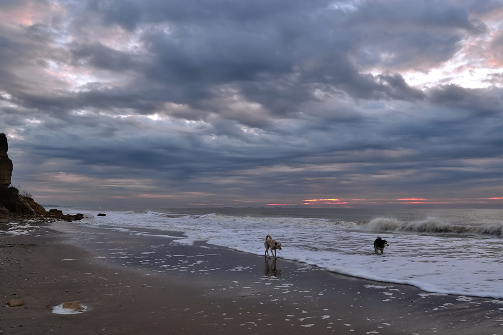 Фотографія Dogs running by the edge of the sea / Valery Kalmykov / photographers.ua