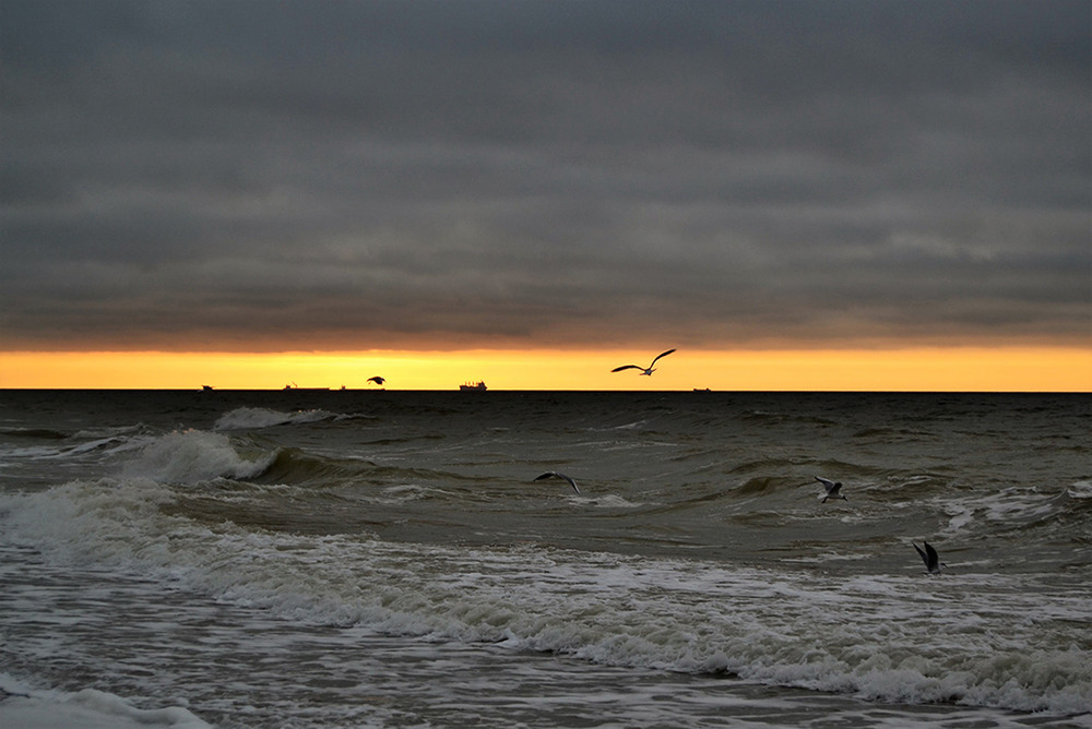Фотографія Silhouettes of ships and gulls / Valery Kalmykov / photographers.ua