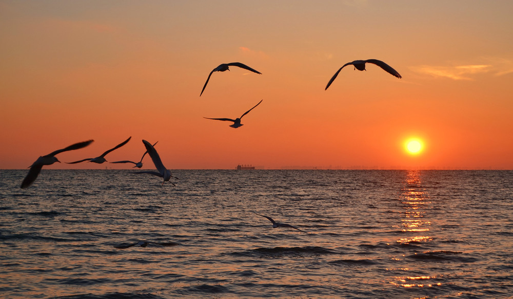 Фотографія Seagulls at Sunset / Valery Kalmykov / photographers.ua