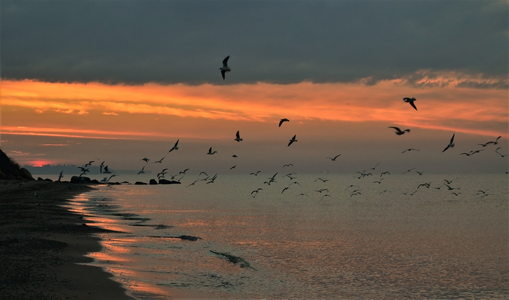 Фотографія Flight of seagulls at sunrise / Valery Kalmykov / photographers.ua