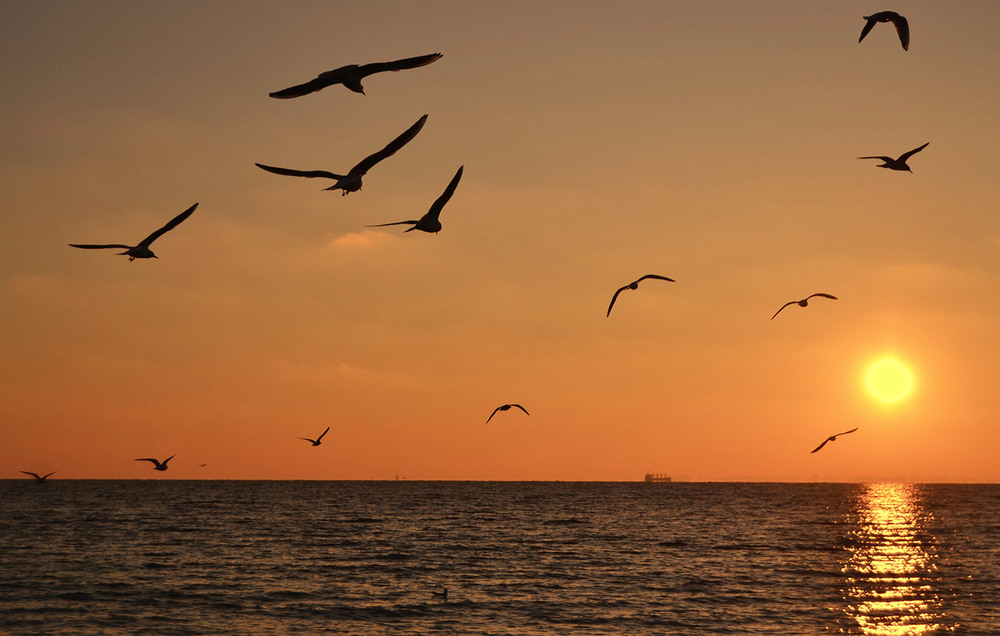 Фотографія Flying towards the Sun / Valery Kalmykov / photographers.ua