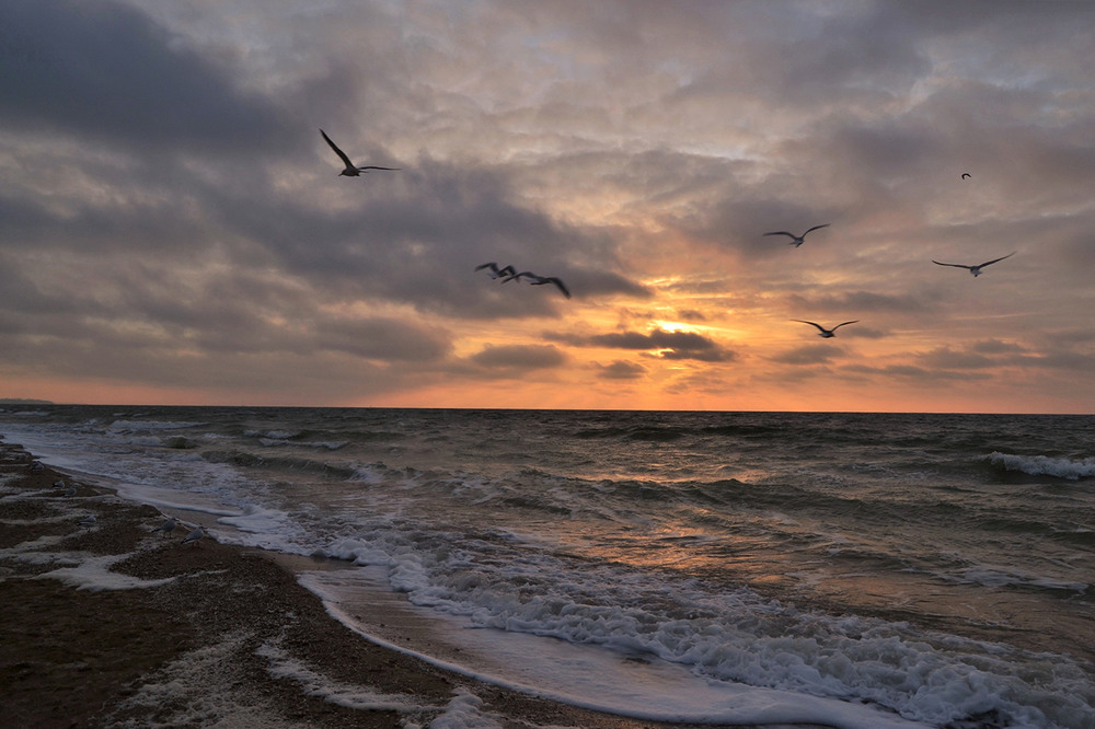 Фотографія Seagulls flying over the sea / Valery Kalmykov / photographers.ua
