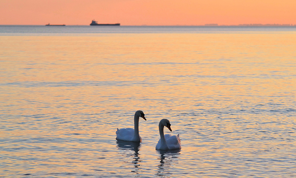 Фотографія Two swans, two ships ... / Valery Kalmykov / photographers.ua
