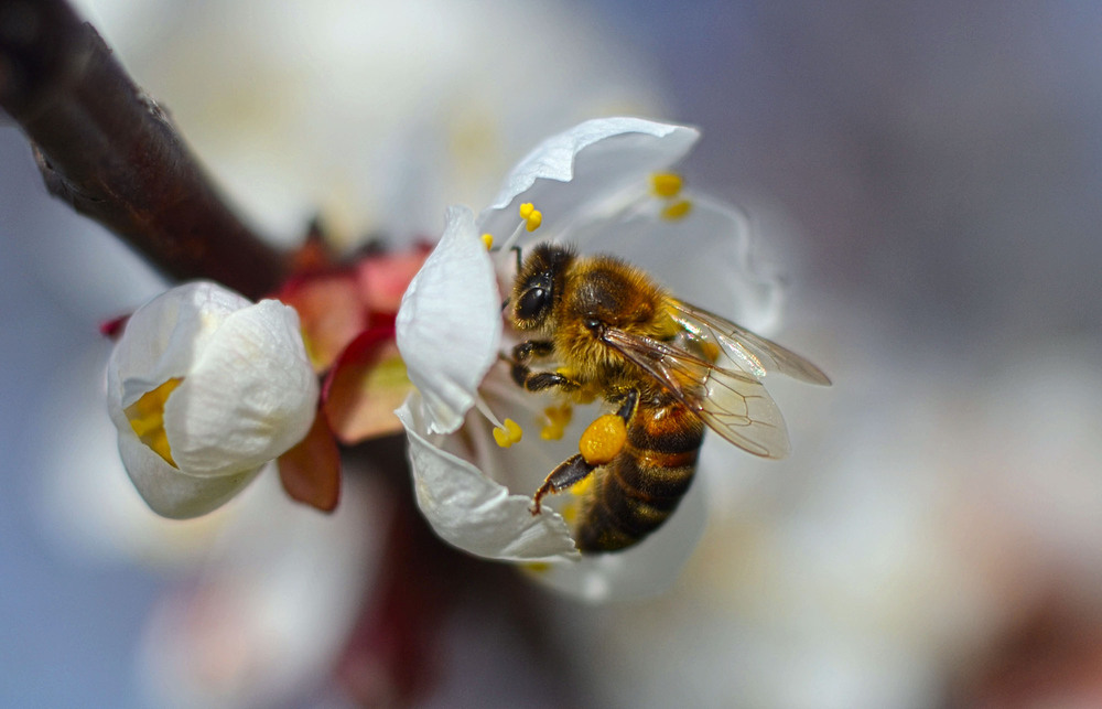 Фотографія Весенний вылет пчелы на первые цветы абрикоса / Valery Kalmykov / photographers.ua