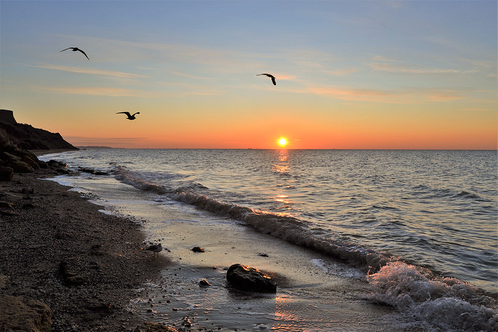 Фотографія Dance of seagulls at sunrise / Valery Kalmykov / photographers.ua