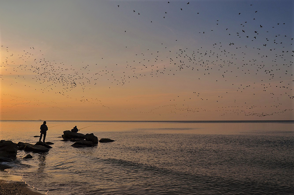 Фотографія Birds and fishermen / Valery Kalmykov / photographers.ua