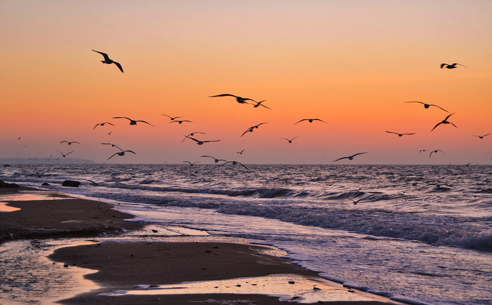 Фотографія Seagulls at dawn / Valery Kalmykov / photographers.ua