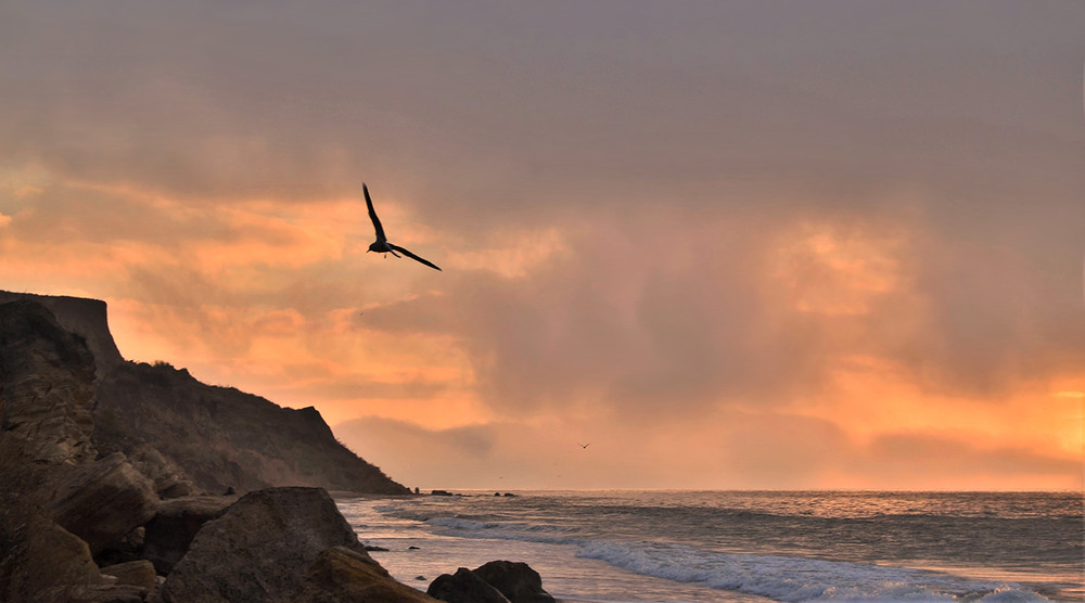 Фотографія Seagull Flying at Dawn / Valery Kalmykov / photographers.ua