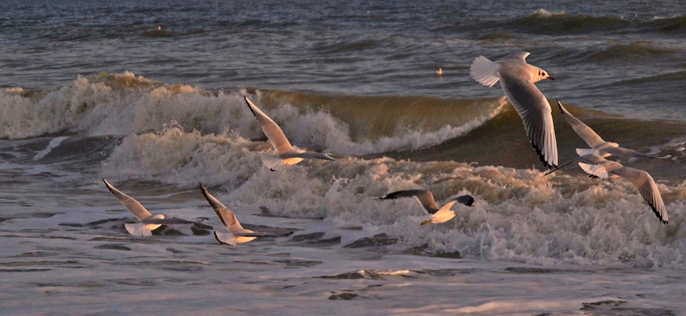 Фотографія Seagulls flying over the waves / Valery Kalmykov / photographers.ua