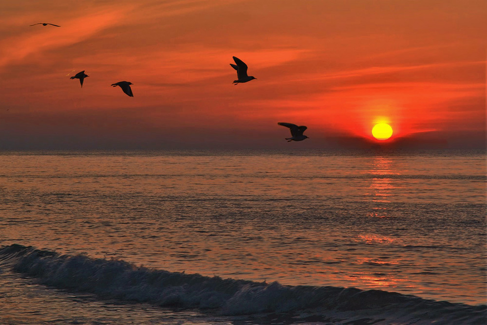 Фотографія Sunrise and Seagulls / Valery Kalmykov / photographers.ua