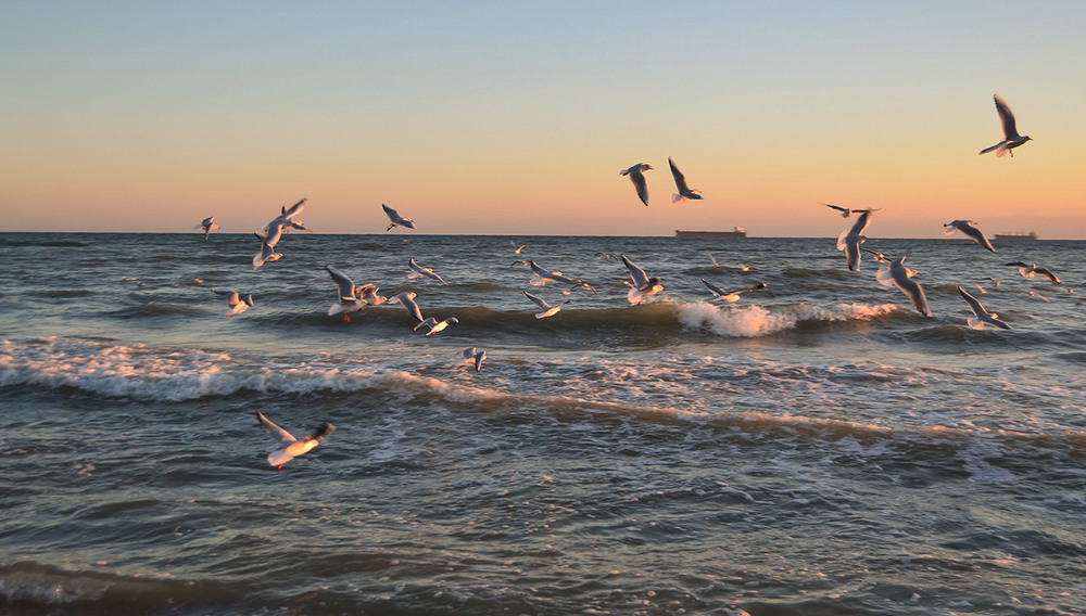 Фотографія Seagulls flying over the waves / Valery Kalmykov / photographers.ua