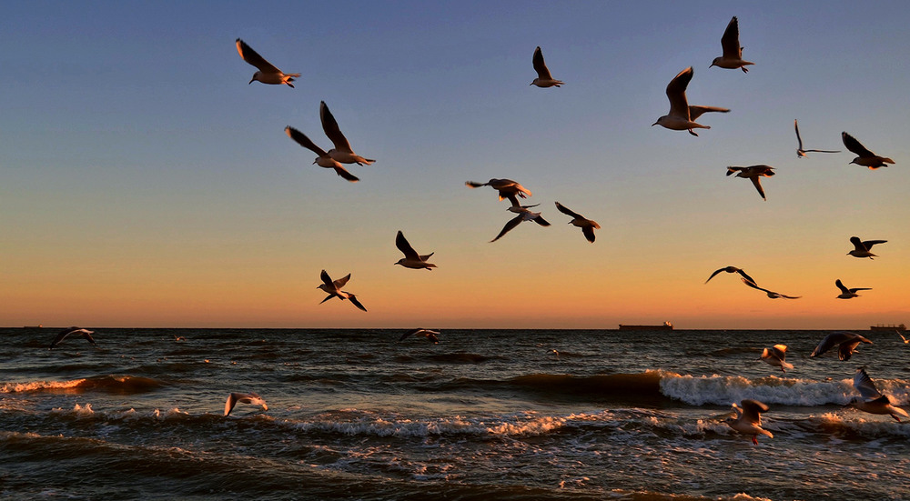Фотографія Rapid flight of seagulls / Valery Kalmykov / photographers.ua