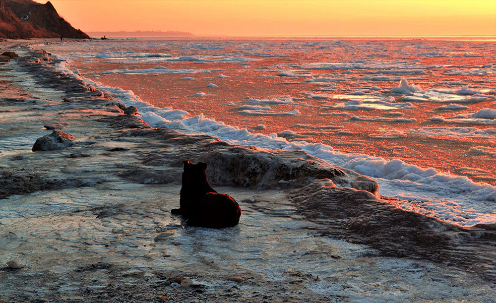 Фотографія The dog is watching the dawn / Valery Kalmykov / photographers.ua