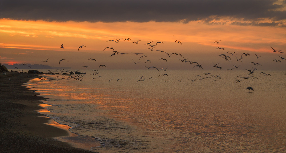 Фотографія Sunrise with Gulls / Valery Kalmykov / photographers.ua