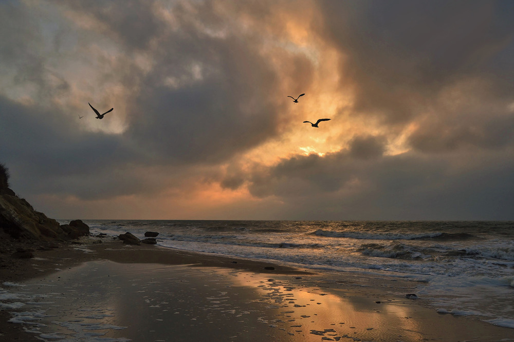 Фотографія Windy morning with flying gulls / Valery Kalmykov / photographers.ua