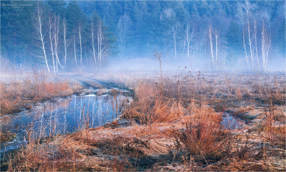 Фотографія Март. Замер лес в прозрачной дымке / Stanislav Salamanov / photographers.ua