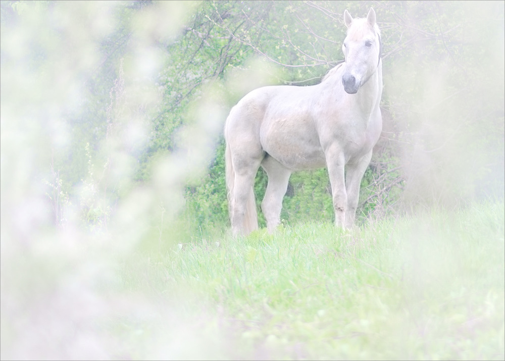 Фотографія Весняний кінь / Stanislav Salamanov / photographers.ua
