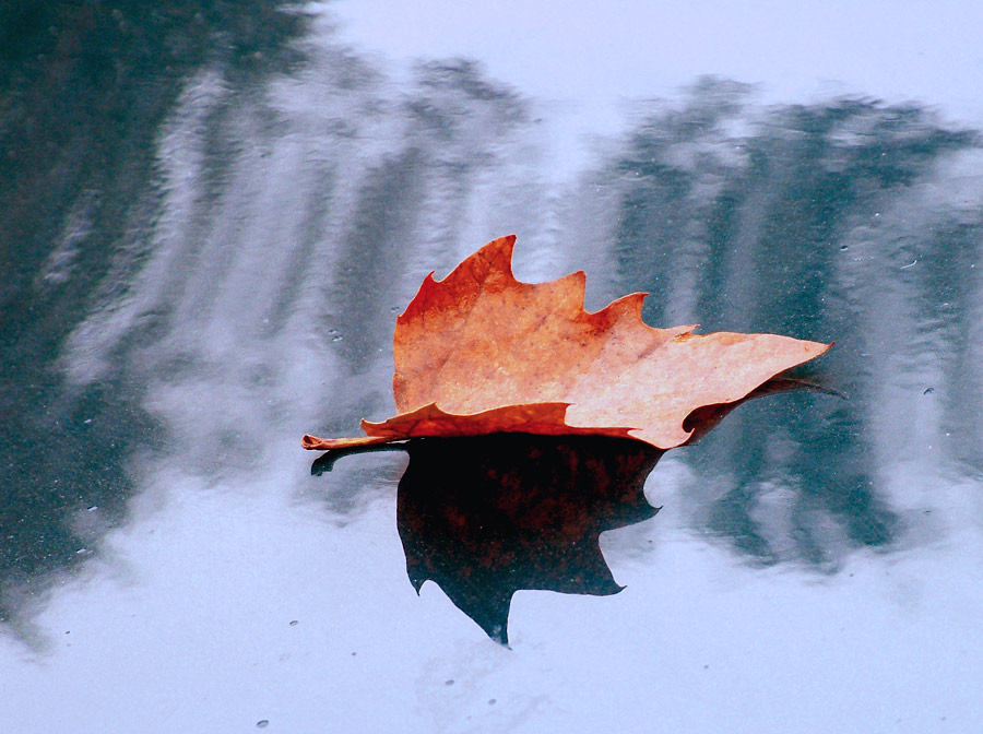 Фотографія Осенний лист... / Eugeen Glen / photographers.ua