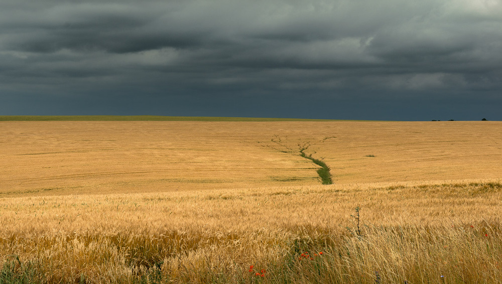Фотографія Пшеничне дерево / Badimo / photographers.ua