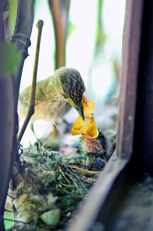 Фотографія " Завтрак " / Касумов Рустам / photographers.ua