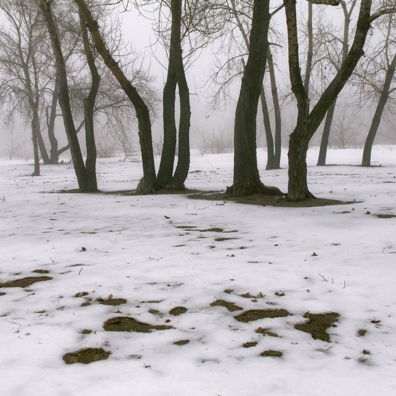 Фотографія Туман. Зимний пейзаж / Михаил Мордовской / photographers.ua