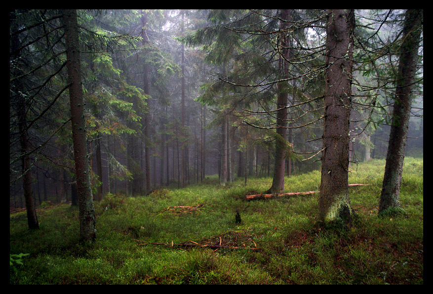 Фотографія Misty Forest #2 / Igor Melika / photographers.ua