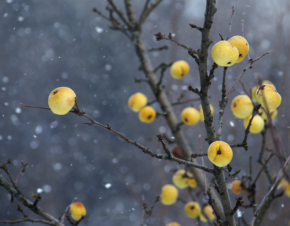 Фотографія "Яблоки на снегу" / Igor Melika / photographers.ua