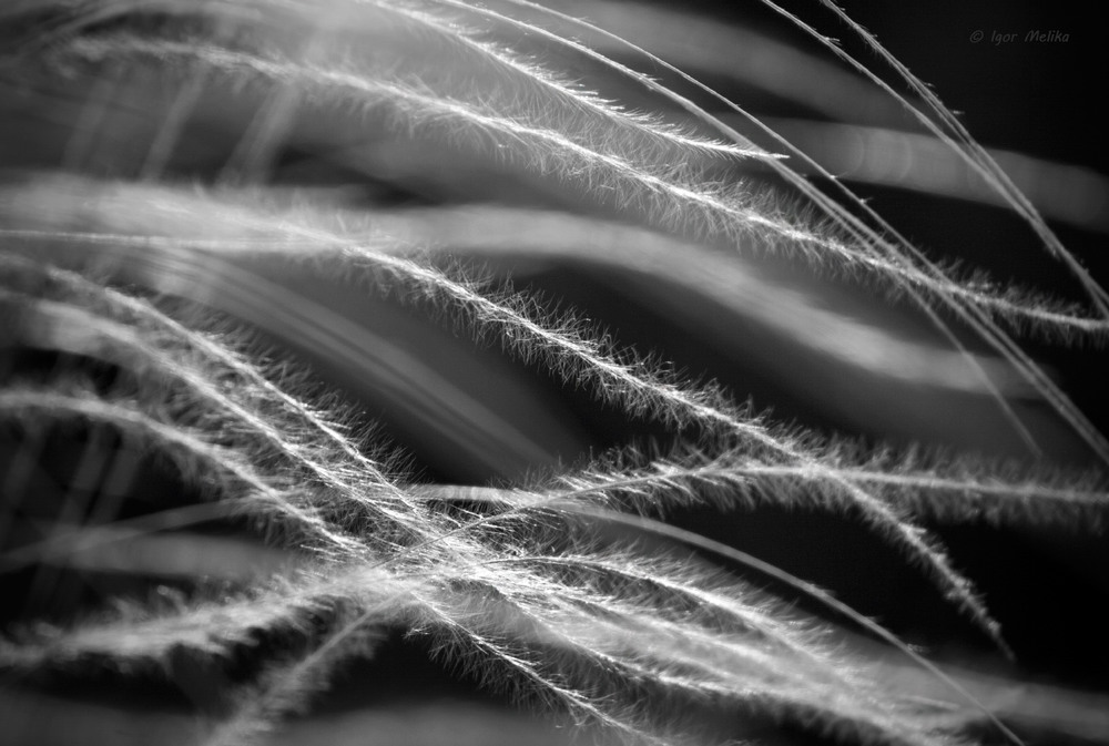 Фотографія Жене вітер хвилі ковилóві… / Igor Melika / photographers.ua