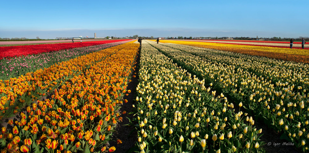 Фотографія Tulipmania / Igor Melika / photographers.ua