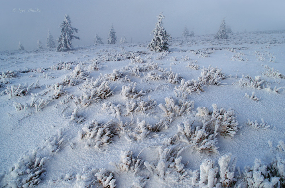 Фотографія Зима в Карпатах / Igor Melika / photographers.ua