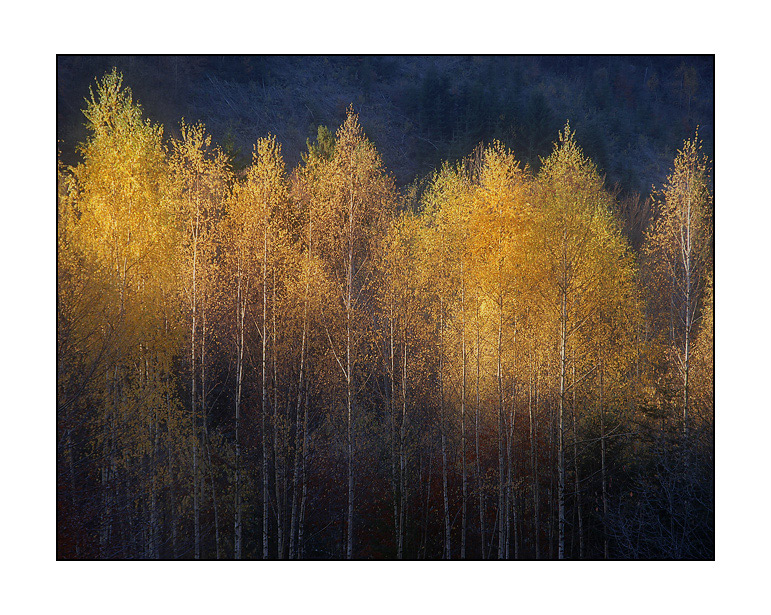 Фотографія * * * / Igor Melika / photographers.ua