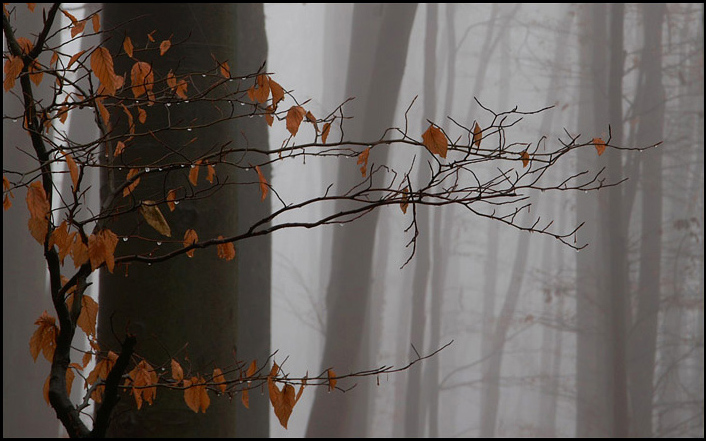 Фотографія Осенний эпизод / Igor Melika / photographers.ua