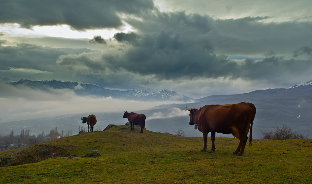 Фотографія Пейзаж с коровами / Денис Ажицкий / photographers.ua