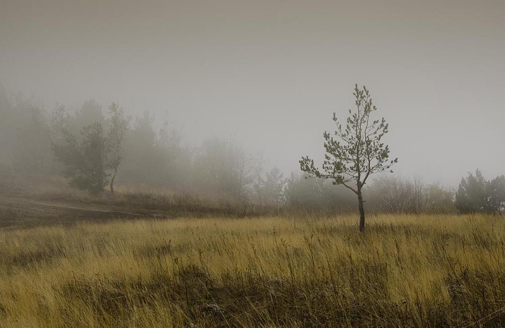 Фотографія Одинокая осень. / Денис Ажицкий / photographers.ua