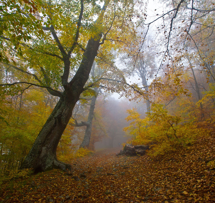 Фотографія Туманный лес Демерджи / Денис Ажицкий / photographers.ua