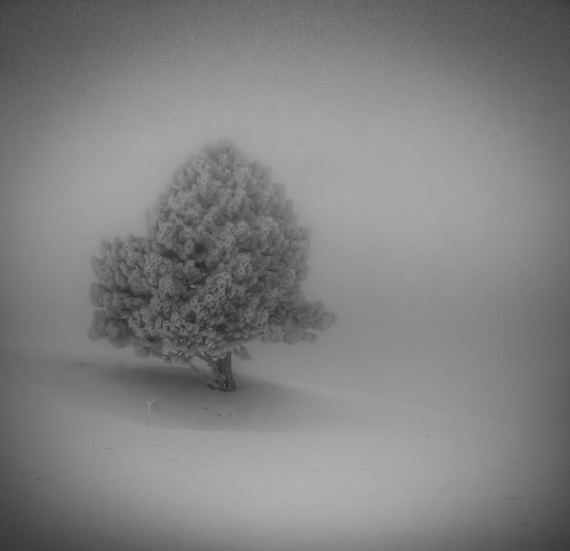 Фотографія Черно белое дерево / Денис Ажицкий / photographers.ua