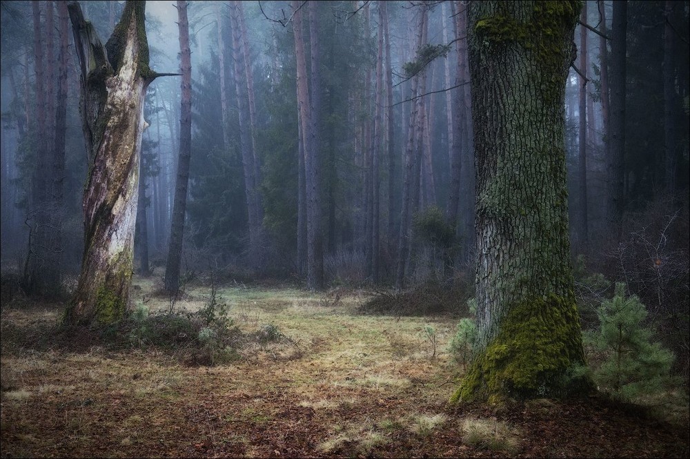 Фотографія Містичний ліс / Александр Маковский / photographers.ua