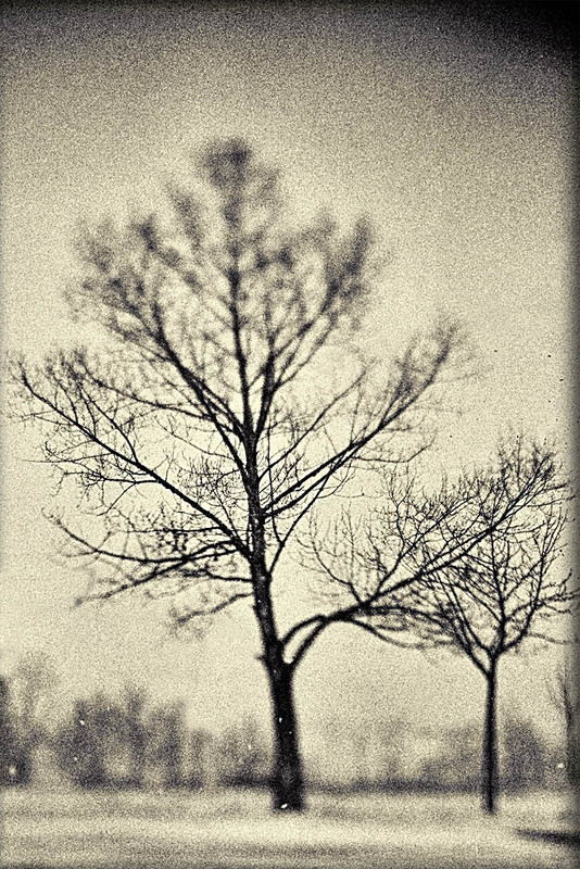 Фотографія два дерева / Виталий Воляник / photographers.ua