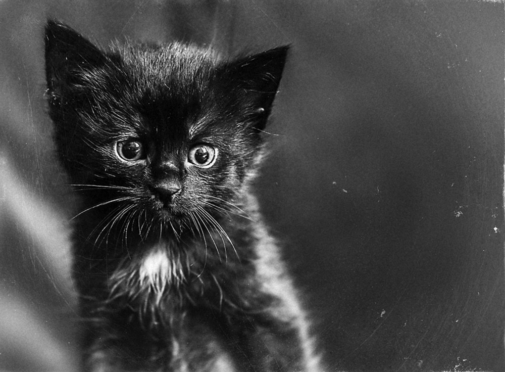 Фотографія черный котенок / Виталий Воляник / photographers.ua