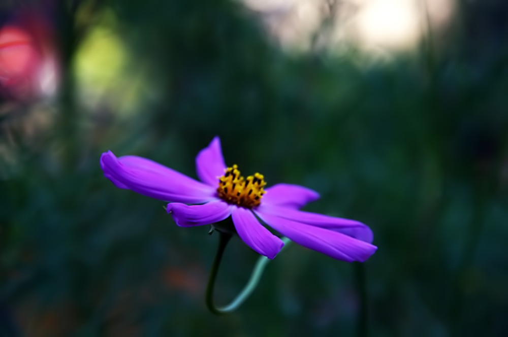 Фотографія фиолетовый цветок) / Виталий Воляник / photographers.ua